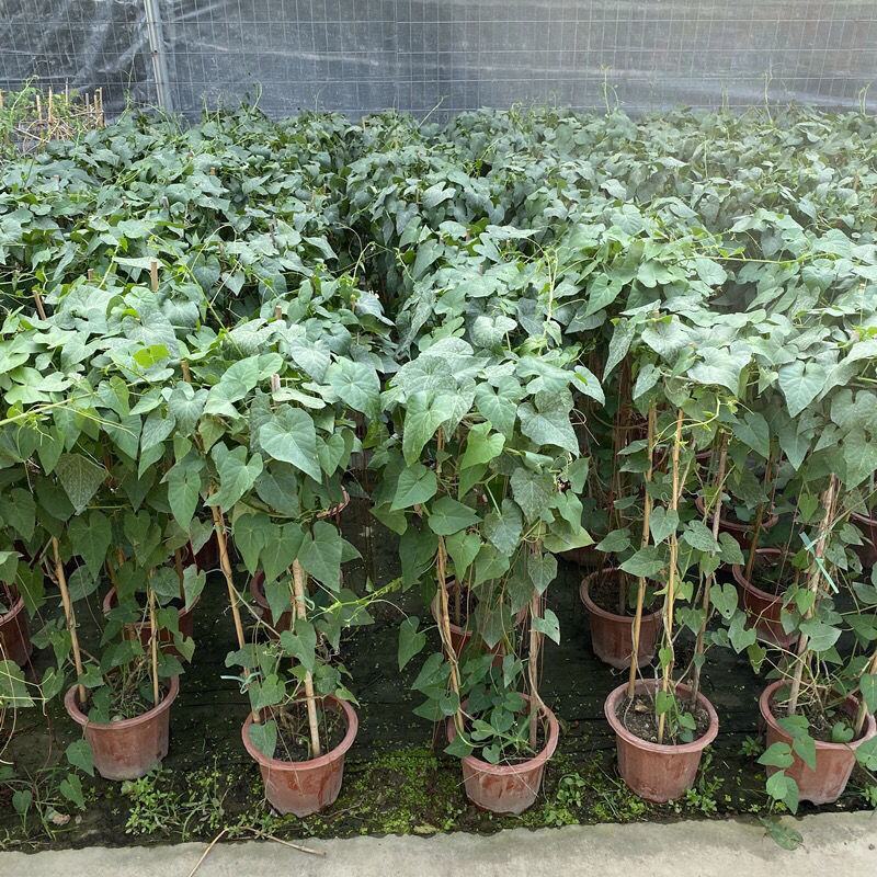 锦屏藤富贵帘金丝垂帘一帘幽梦盆栽蔓地榕珠帘藤苗龙须草爬藤