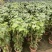 锦屏藤富贵帘金丝垂帘一帘幽梦盆栽蔓地榕珠帘藤苗龙须草爬藤