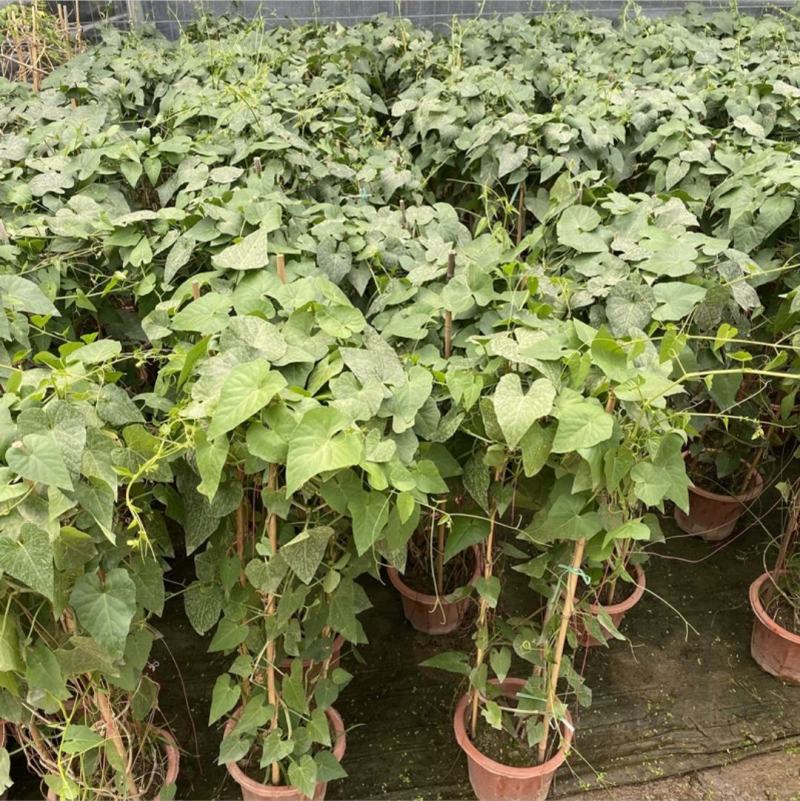 锦屏藤富贵帘金丝垂帘一帘幽梦盆栽蔓地榕珠帘藤苗龙须草爬藤