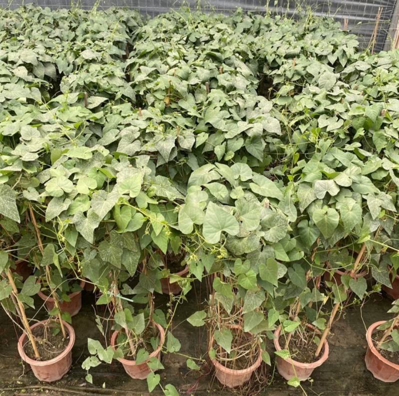 锦屏藤富贵帘金丝垂帘一帘幽梦盆栽蔓地榕珠帘藤苗龙须草爬藤