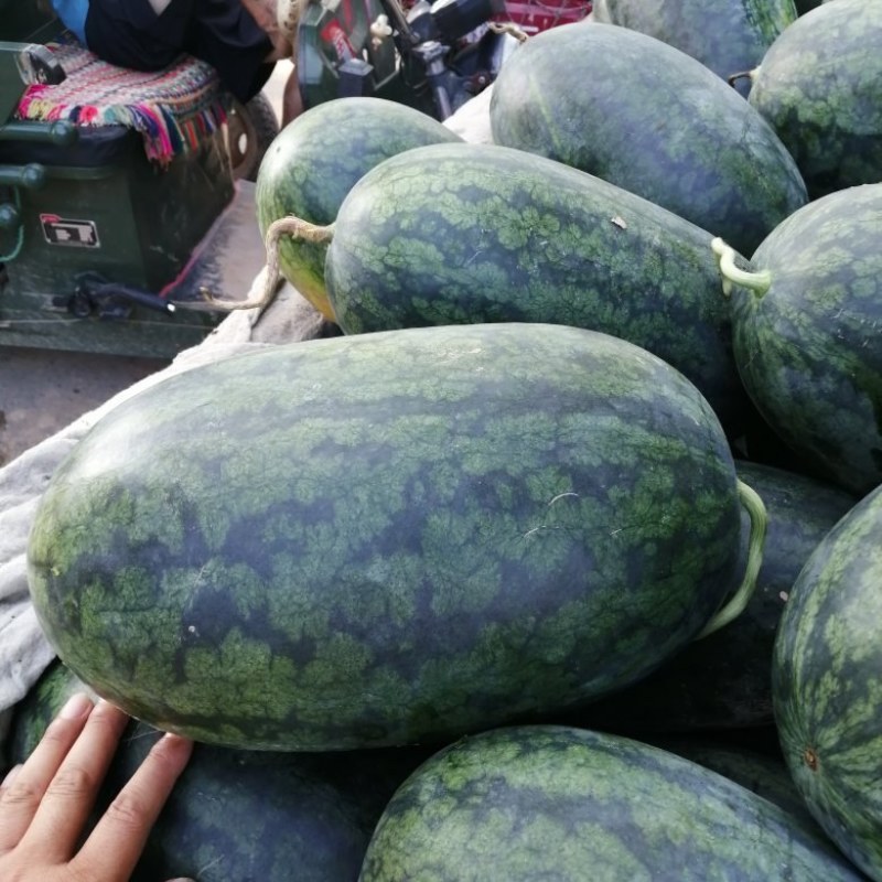 黑美人西瓜，大量上市，8斤起包熟包甜质量保证，诚信经营