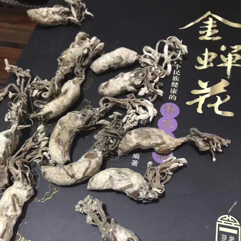 金蝉花精挑带花2022年