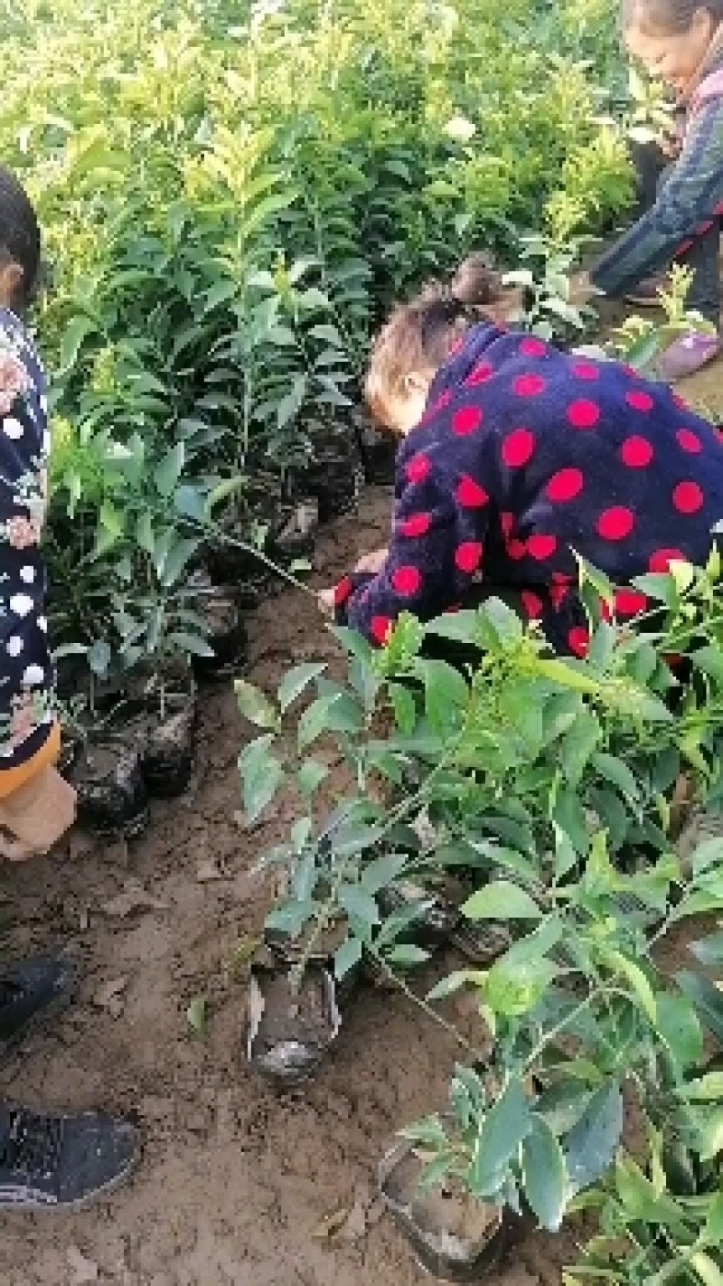 爱媛38号，沃柑苗，裸苗，杯亩品种齐全欢迎采购