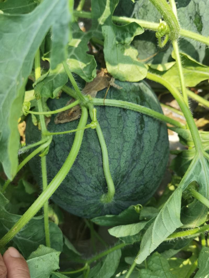 三水小宝西瓜