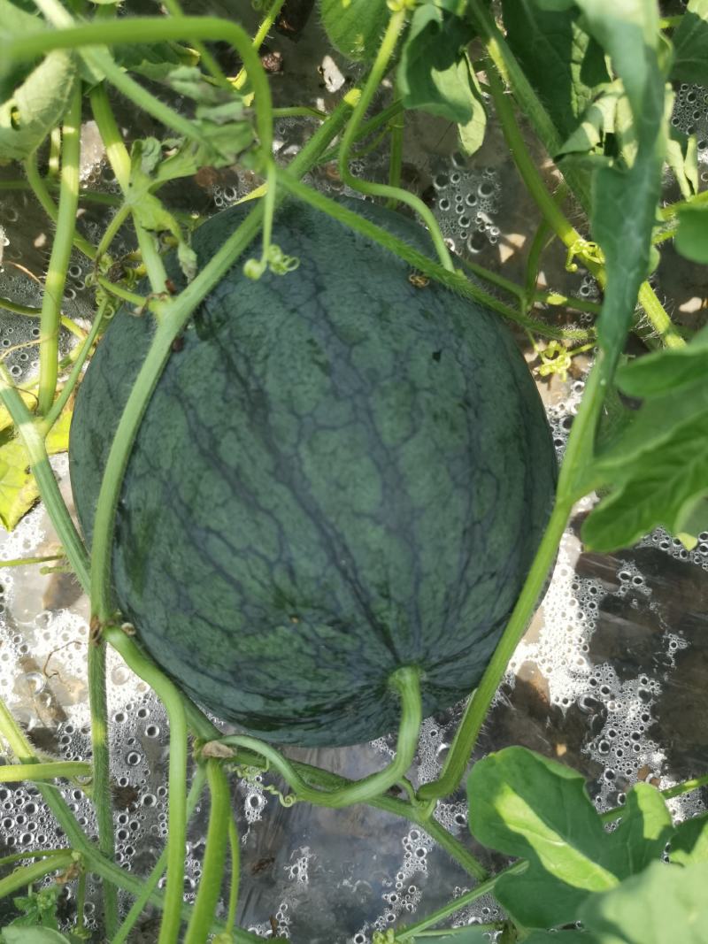 三水小宝西瓜