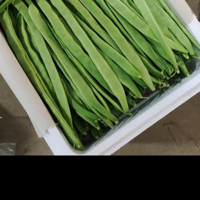 精品芸豆，扁青