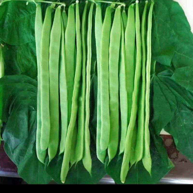 精品芸豆，扁青