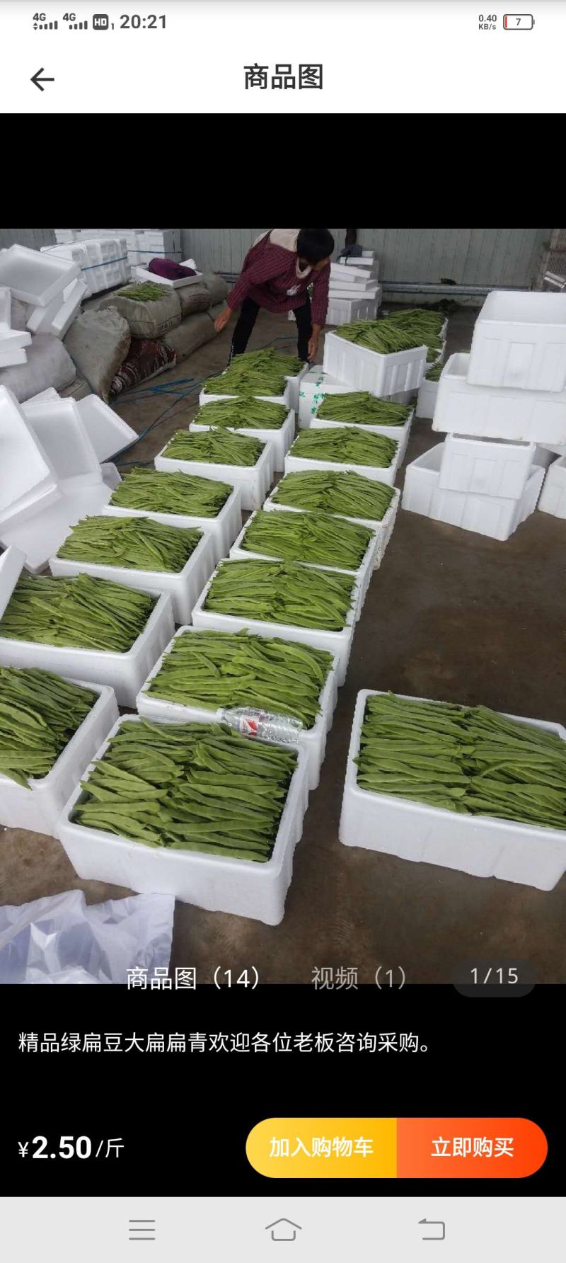 精品芸豆，扁青
