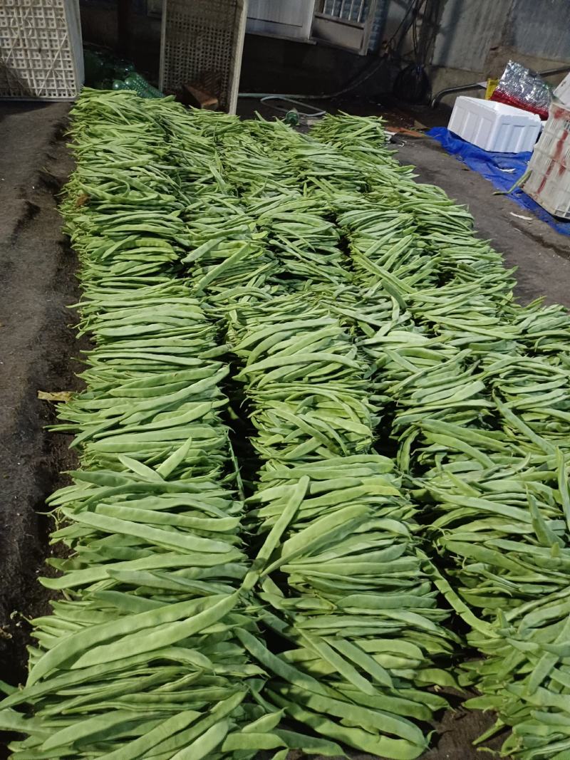 精品芸豆，扁青