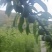 蜂糖李