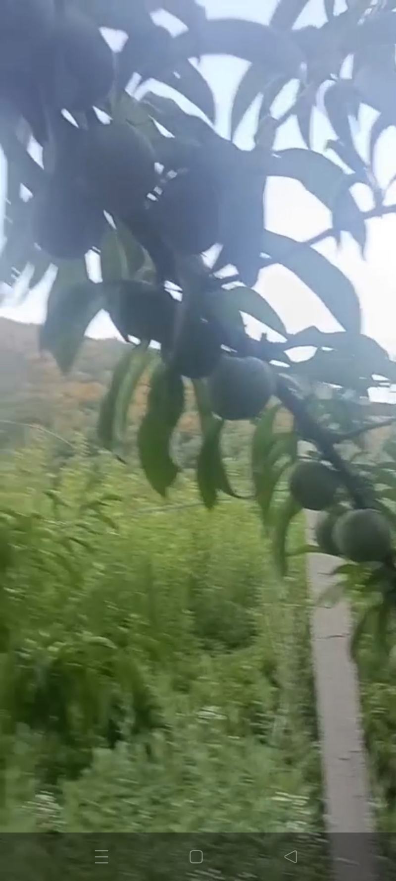 蜂糖李
