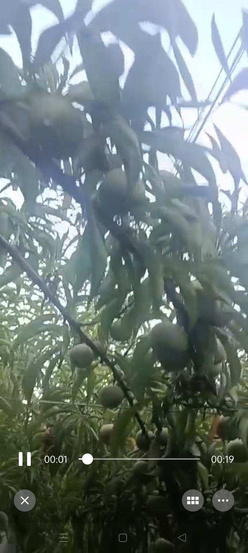 蜂糖李