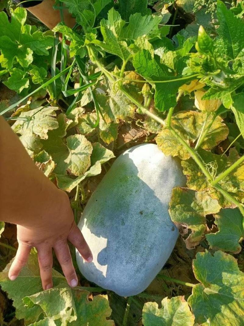 冬瓜大量上市，有黑皮冬瓜，还有白皮冬瓜，物美价廉，营养丰