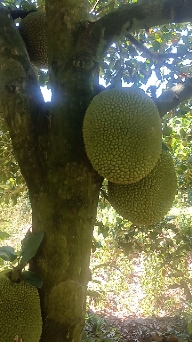 海南榴莲蜜尖蜜拉软糯香甜，精品A货整车，一件代发果地直发