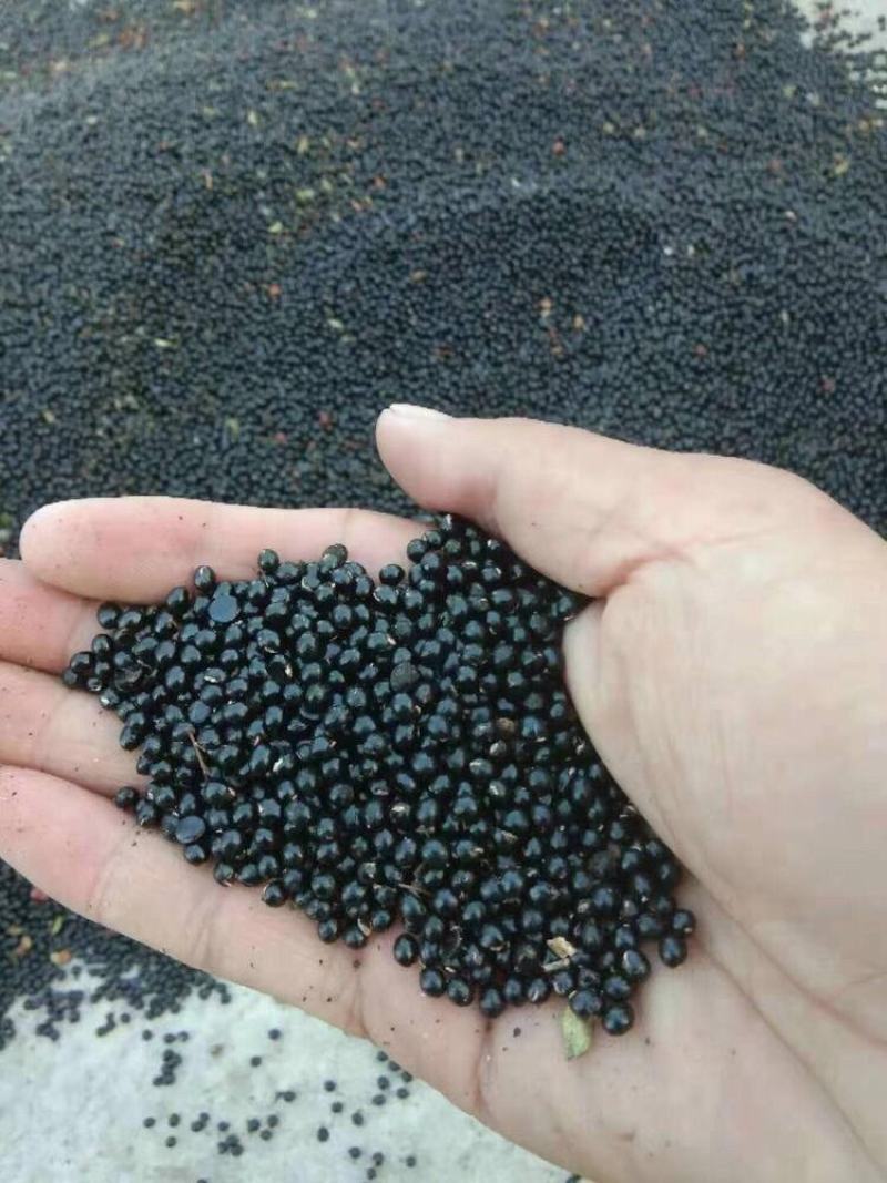 云南昭通永善青花椒籽，