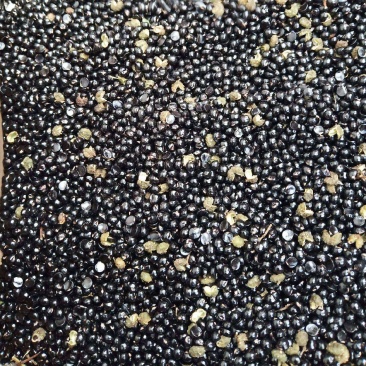 云南昭通永善青花椒籽，