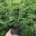 中天玫瑰食用玫瑰小苗