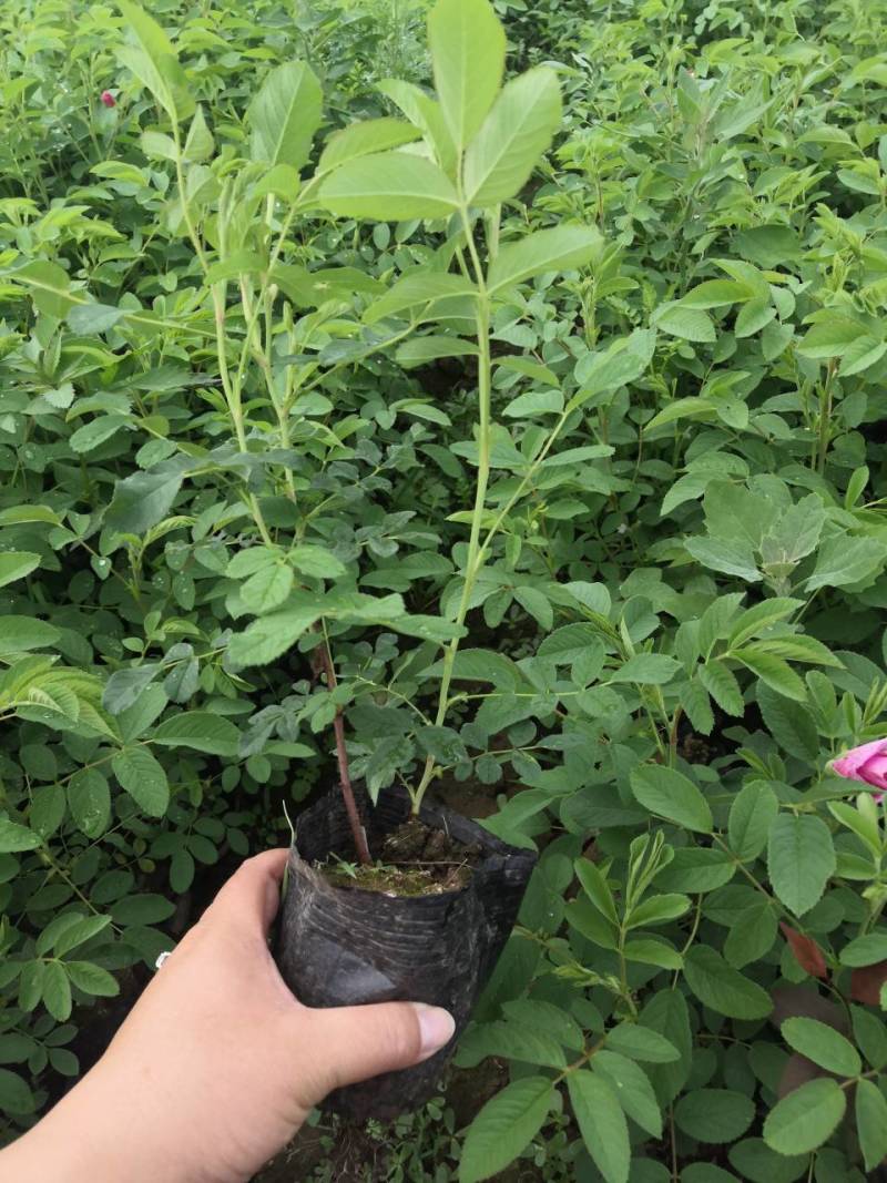 中天玫瑰食用玫瑰小苗