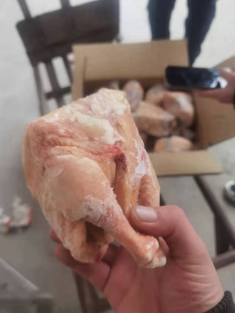 35只西装鸡