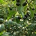 岗梅种子
