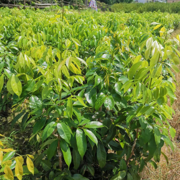 灵山荔枝苗，正品桂花香早熟品种，产量高庭院可种植