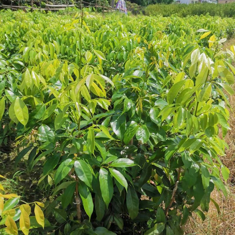 灵山荔枝苗，正品桂花香早熟品种，产量高庭院可种植