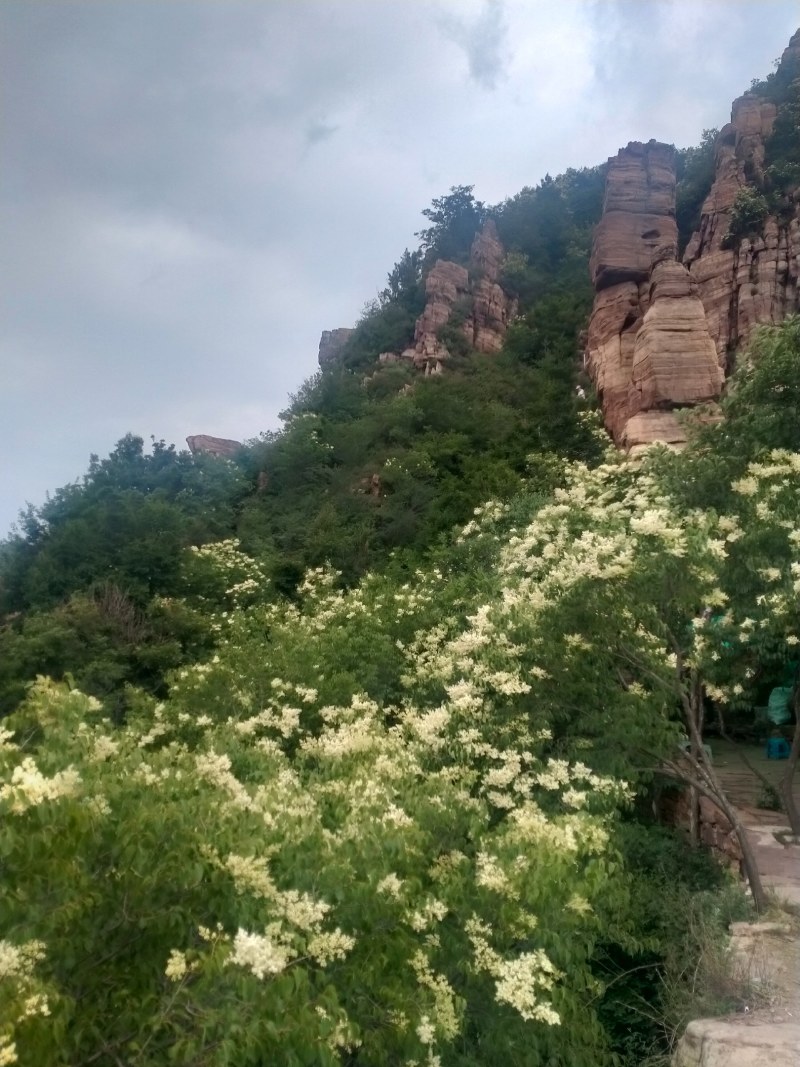 赞皇县枣花蜜百花蜜槐花蜜太行山深处优质蜜源
