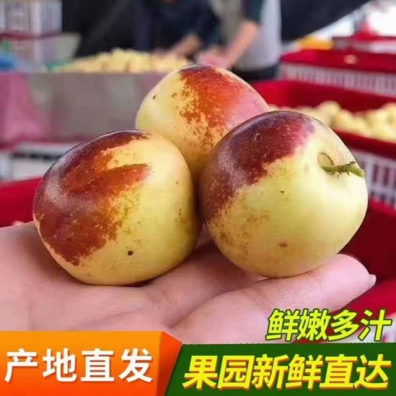 渭南大棚冬枣热销诚招采购商电商社区团购供应链商超商贩