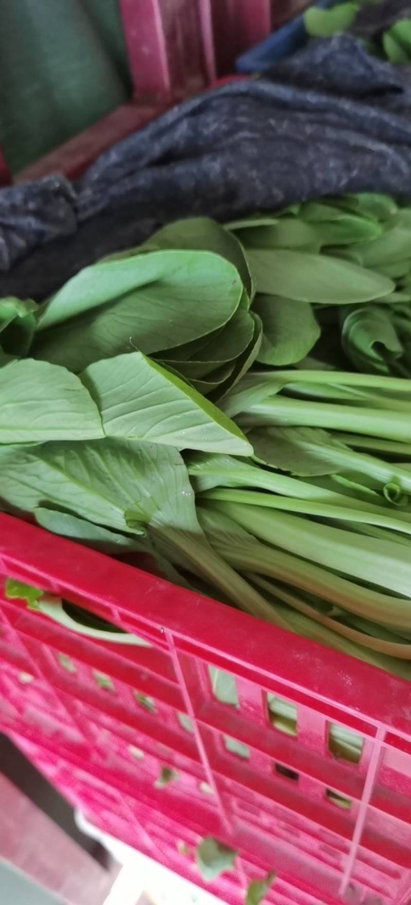 太和小油菜上海青小油菜万亩基地代收代发可基地看货