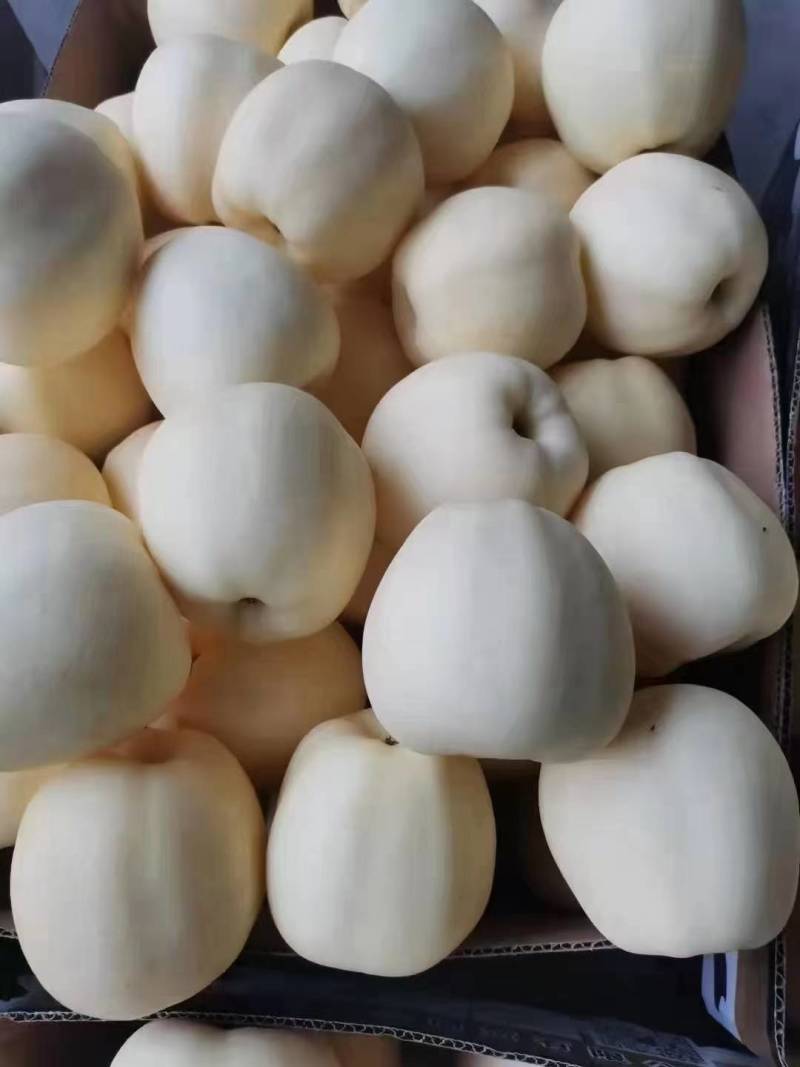 辽宁葫芦岛绥中黄元帅苹果出库中，个大干净白，需要你就来，