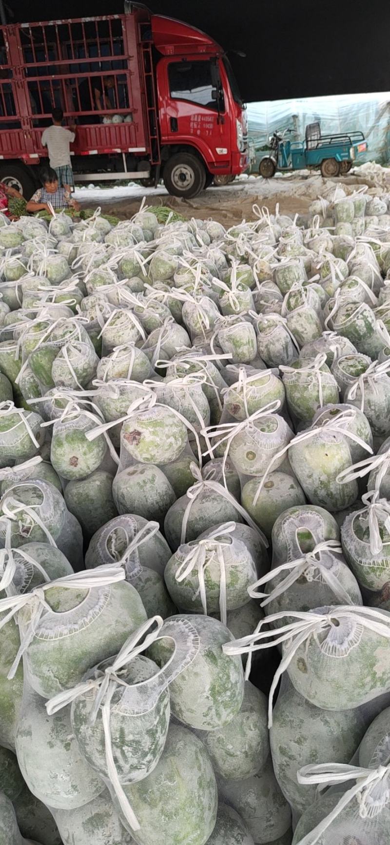 大量供应一串玲冬瓜，莘县君涛瓜果蔬菜合作社