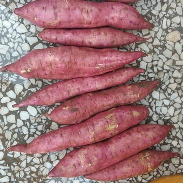 陕西红薯-板栗薯红薯大量上市，无虫眼欢迎咨询采购