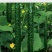 精品黄瓜油亮黄瓜35公分大量供应，莘县君涛蔬菜合作社