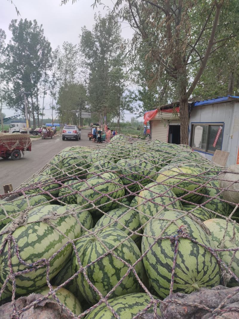 河南精品春光62，价格便宜，质量保证，需要的老板联系我！