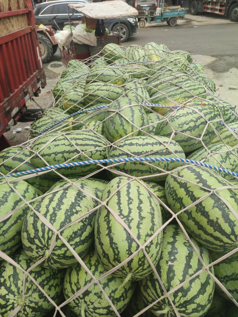 河南精品春光62，价格便宜，质量保证，需要的老板联系我！