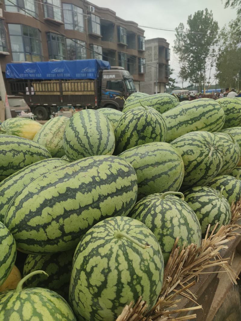 河南精品春光62，价格便宜，质量保证，需要的老板联系我！