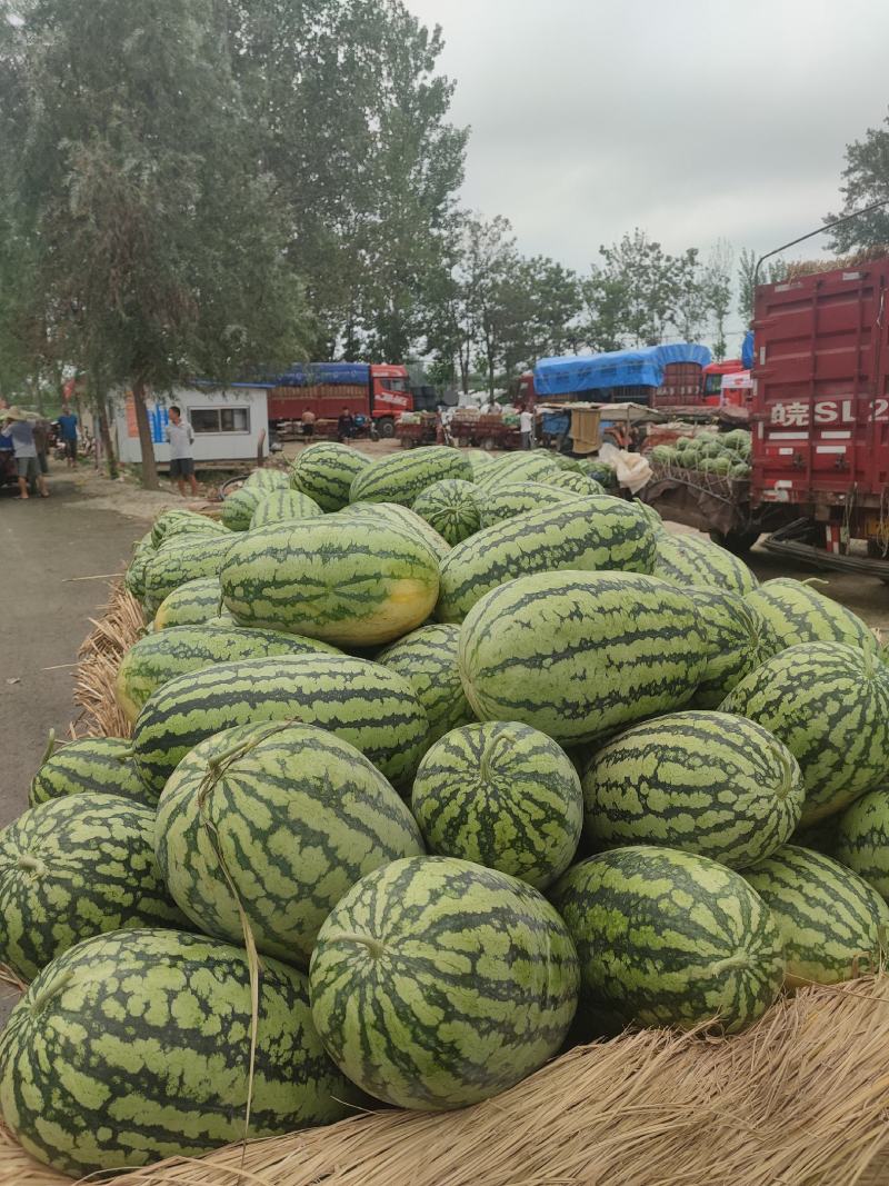 河南精品春光62，价格便宜，质量保证，需要的老板联系我！