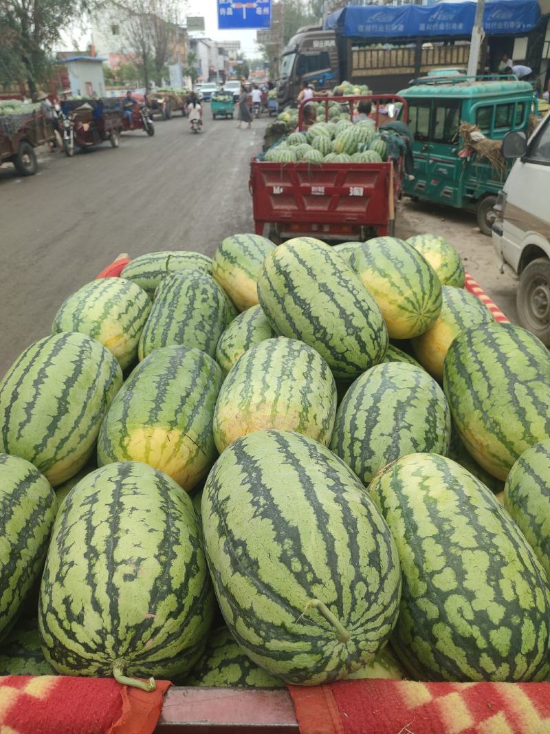 河南精品春光62，价格便宜，质量保证，需要的老板联系我！
