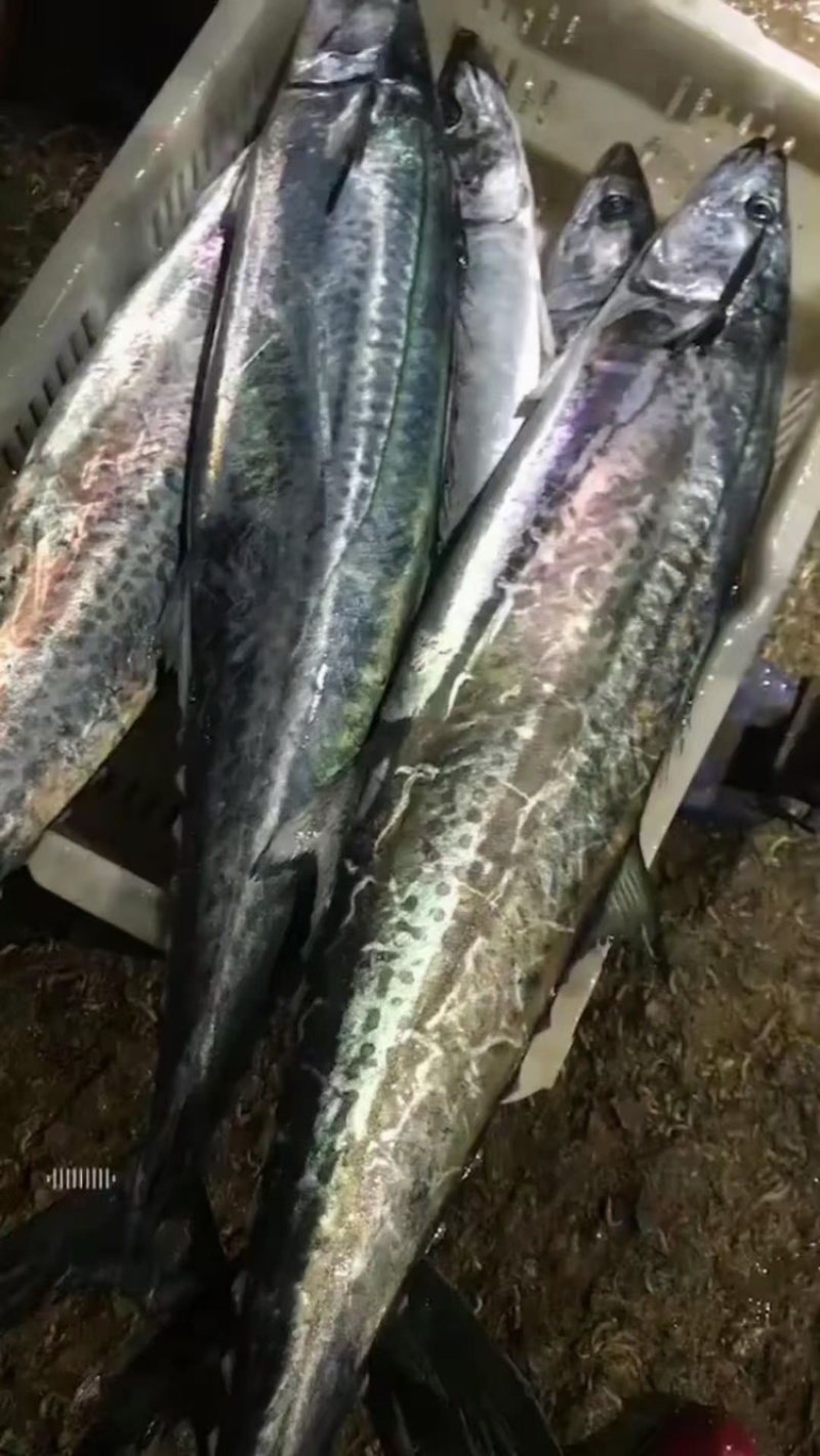 胶州湾鲅鱼马鲛鱼码头直供可视频看货