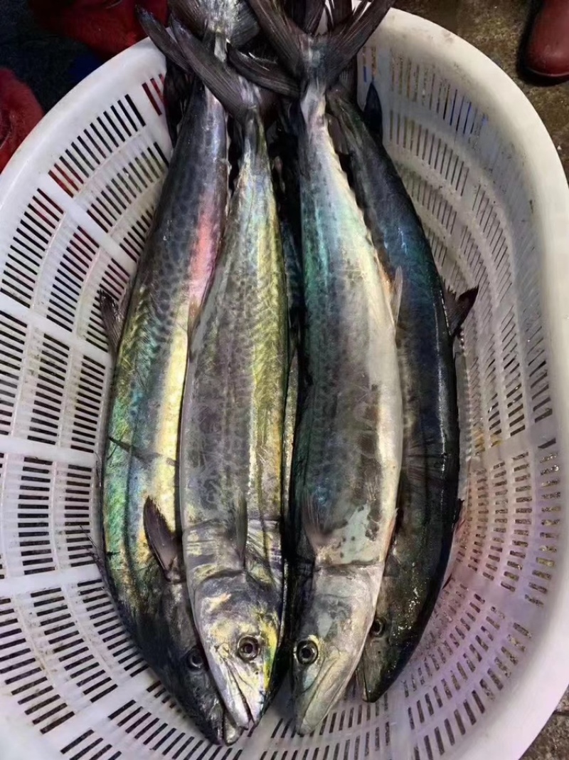 胶州湾鲅鱼马鲛鱼码头直供可视频看货