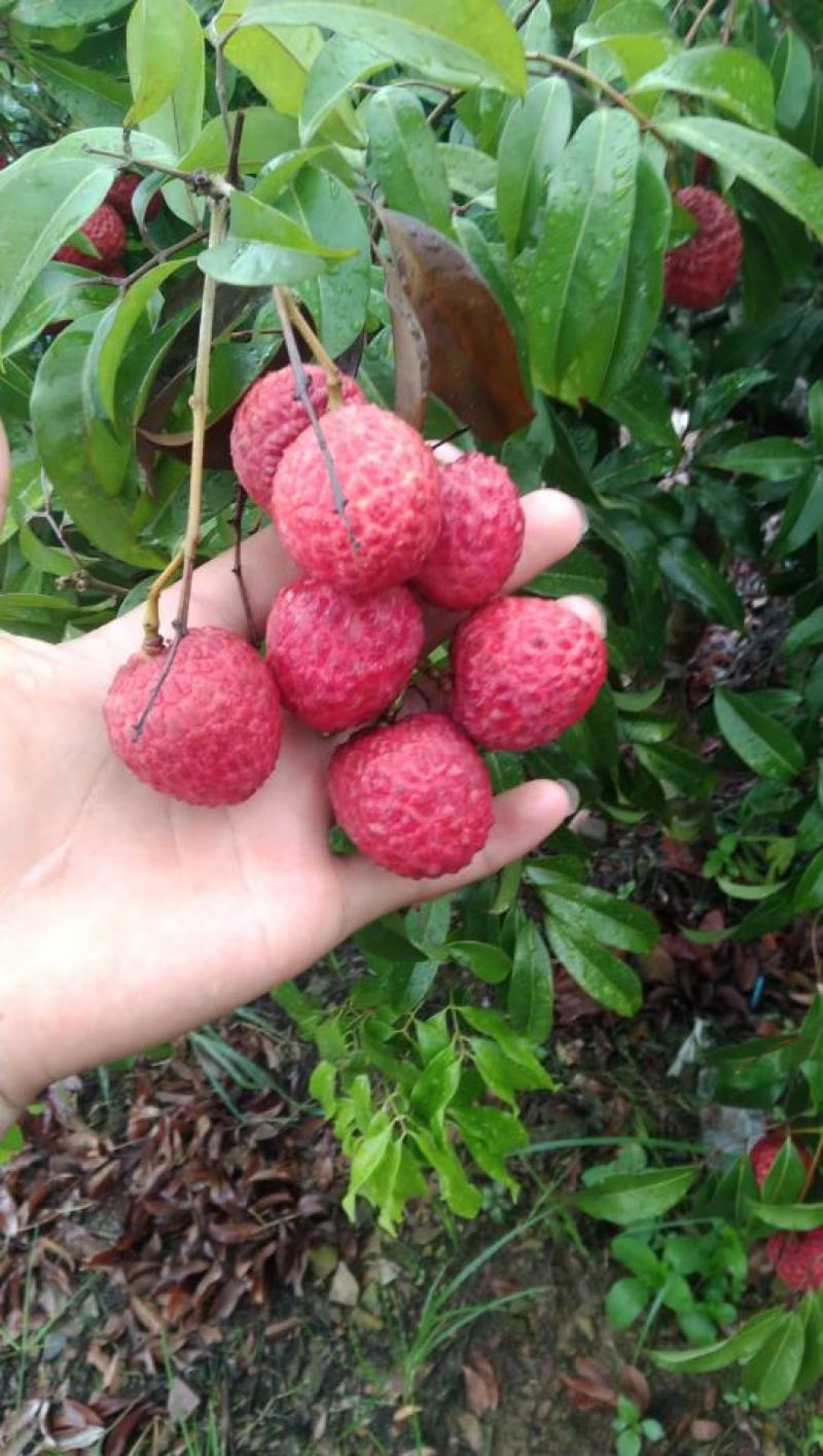 仙进奉荔枝