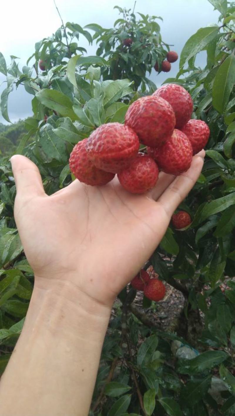 仙进奉荔枝