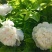白雪塔正宗牡丹花苗盆栽地栽山东菏泽基地发货绿植庭院种植
