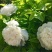 白雪塔正宗牡丹花苗盆栽地栽山东菏泽基地发货绿植庭院种植