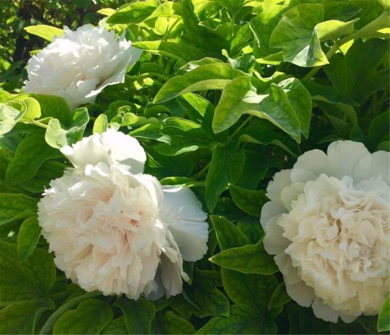 白雪塔正宗牡丹花苗盆栽地栽山东菏泽基地发货绿植庭院种植