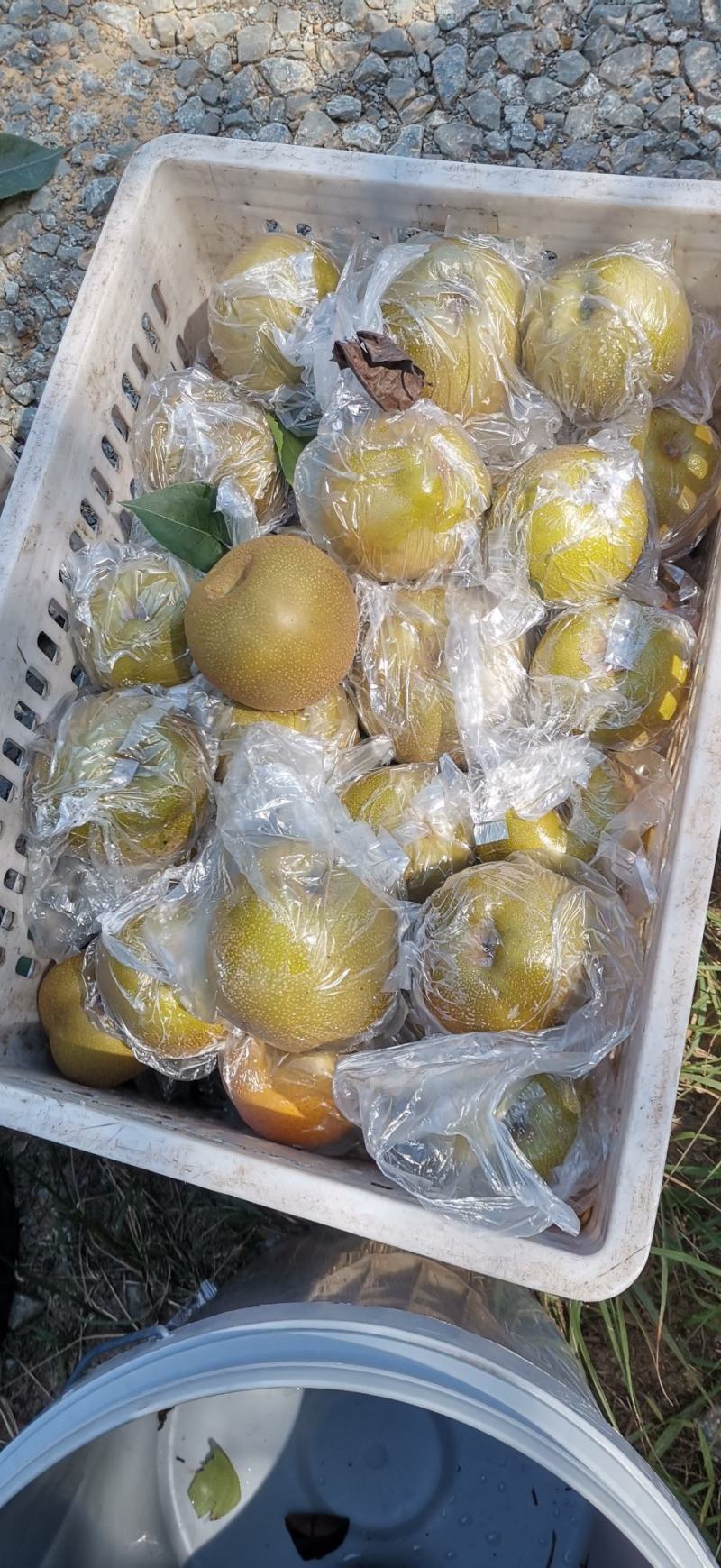 黄瓜山黄花梨