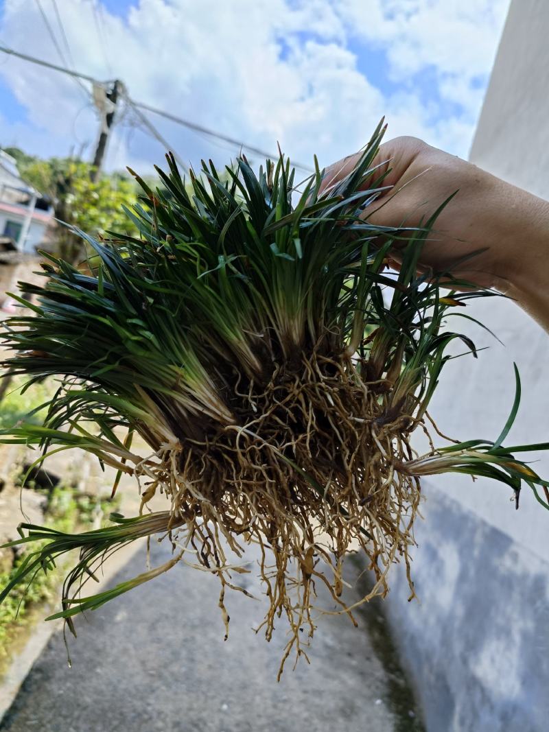 （包邮）精品玉龙草，承诺含土量低于百分之十，无病无害。
