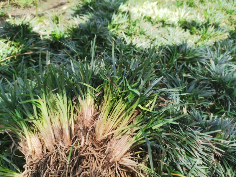 （包邮）精品玉龙草，承诺含土量低于百分之十，无病无害。