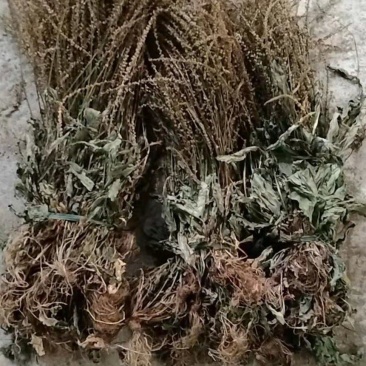 25年车前草新货水洗扎把齐手色绿车前草产地直销量大从优