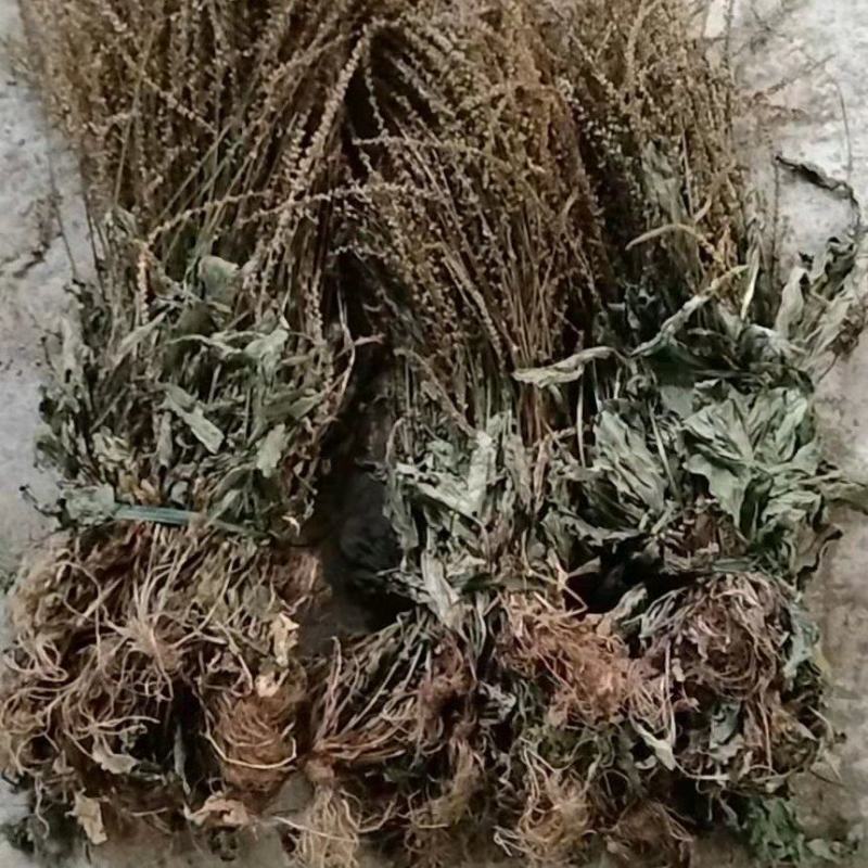 25年车前草新货水洗扎把齐手色绿车前草产地直销量大从优